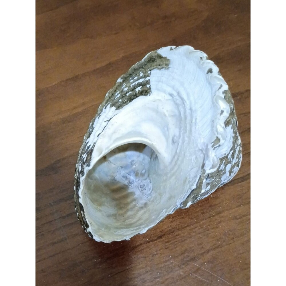 Conch Shells, Set Of 2 - Picture 9 of 10